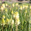 Kleopatřina jehla 'Poco Citron' - Kniphofia uvaria 'Poco Citron'®