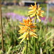 Kleopatřina jehla (mnohokvět) ‘Wrexham Buttercup’ - Kniphofia ‘Wrexham Buttercup’