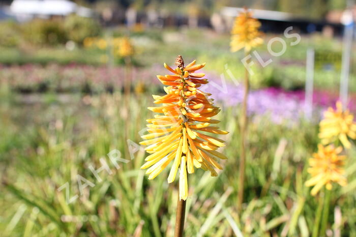 Kleopatřina jehla (mnohokvět) ‘Wrexham Buttercup’ - Kniphofia ‘Wrexham Buttercup’