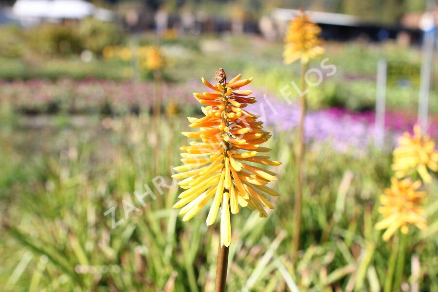 Kleopatřina jehla (mnohokvět) ‘Wrexham Buttercup’ - Kniphofia ‘Wrexham Buttercup’