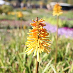 Kleopatřina jehla (mnohokvět) ‘Wrexham Buttercup’ - Kniphofia ‘Wrexham Buttercup’