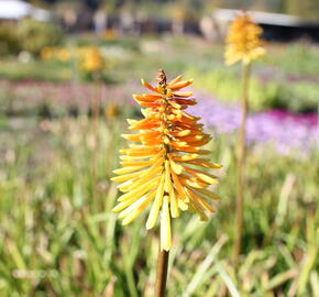 Kleopatřina jehla (mnohokvět) ‘Wrexham Buttercup’ - Kniphofia ‘Wrexham Buttercup’