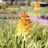 Kniphofia ‘Wrexham Buttercup’_01.JPG