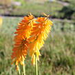 Kleopatřina jehla (mnohokvět) 'Little Maid' - Kniphofia uvaria 'Little Maid'