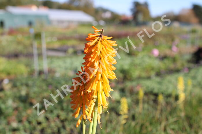 Kleopatřina jehla (mnohokvět) 'Little Maid' - Kniphofia uvaria 'Little Maid'