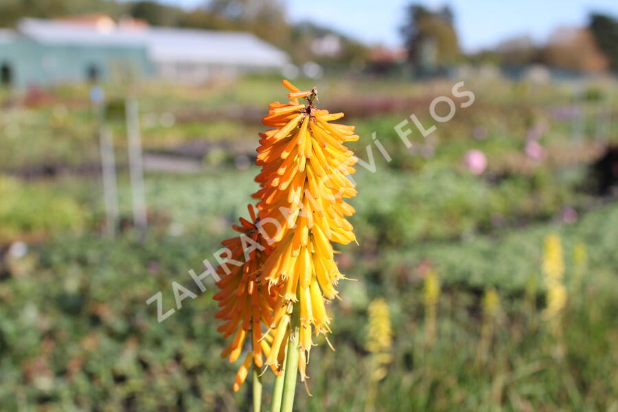 Kleopatřina jehla (mnohokvět) 'Little Maid' - Kniphofia uvaria 'Little Maid'