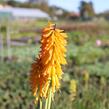 Kleopatřina jehla (mnohokvět) 'Little Maid' - Kniphofia uvaria 'Little Maid'