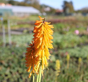 Kleopatřina jehla (mnohokvět) 'Little Maid' - Kniphofia uvaria 'Little Maid'