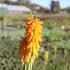 Kniphofia uvaria 'Little Maid'_01.JPG