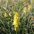 Kleopatřina jehla 'Poco Yellow' - Kniphofia uvaria 'Poco Yellow'