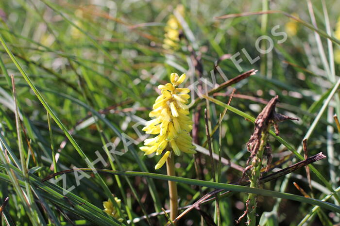 Kleopatřina jehla 'Poco Yellow' - Kniphofia uvaria 'Poco Yellow'