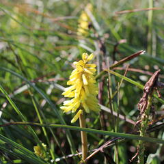 Kleopatřina jehla 'Poco Yellow' - Kniphofia uvaria 'Poco Yellow'