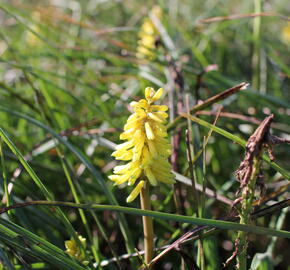 Kleopatřina jehla 'Poco Yellow' - Kniphofia uvaria 'Poco Yellow'