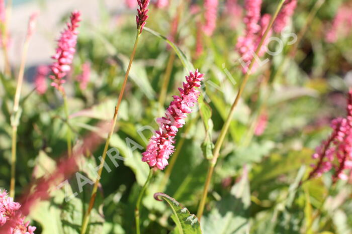 Rdesno objímavé 'Flamingo Feathers' - Bistorta amplexicaulis 'Flamingo Feathers'