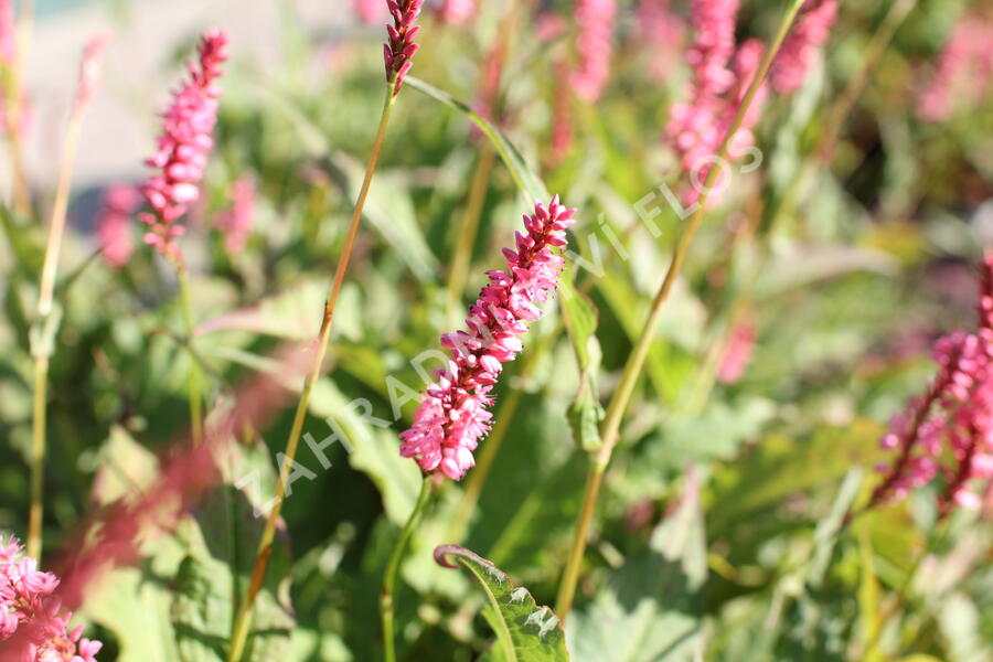 Rdesno objímavé 'Flamingo Feathers' - Bistorta amplexicaulis 'Flamingo Feathers'