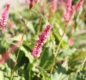 Rdesno objímavé 'Flamingo Feathers' - Bistorta amplexicaulis 'Flamingo Feathers'