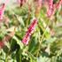 Bistorta amplexicaulis 'Flamingo Feathers'.JPG