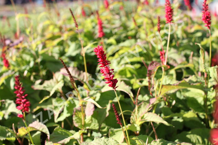 Rdesno objímavé 'Anna's Choice' - Bistorta amplexicaulis 'Anna's Choice'