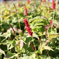 Rdesno objímavé 'Anna's Choice' - Bistorta amplexicaulis 'Anna's Choice'