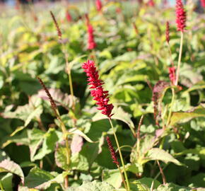 Rdesno objímavé 'Anna's Choice' - Bistorta amplexicaulis 'Anna's Choice'