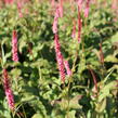 Rdesno objímavé 'Fascination' - Bistorta amplexicaulis 'Fascination'