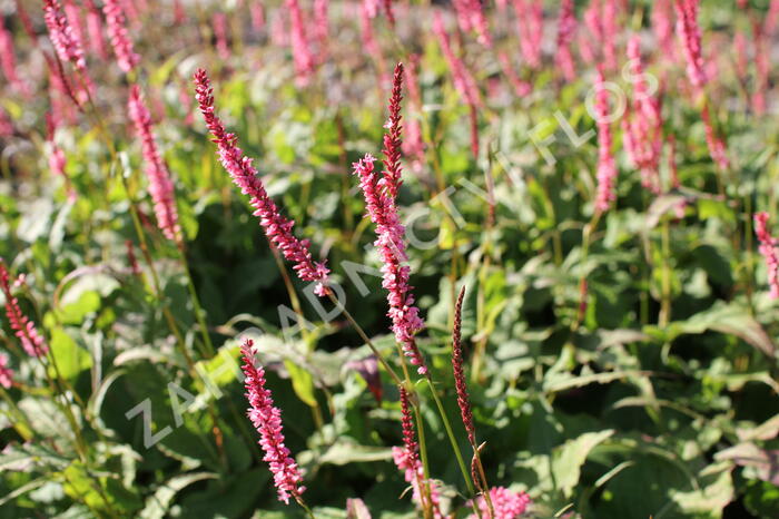 Rdesno objímavé 'Fascination' - Bistorta amplexicaulis 'Fascination'