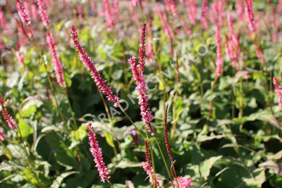 Rdesno objímavé 'Fascination' - Bistorta amplexicaulis 'Fascination'