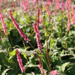 Rdesno objímavé 'Fascination' - Bistorta amplexicaulis 'Fascination'