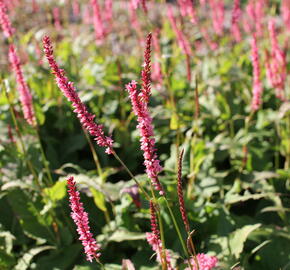 Rdesno objímavé 'Fascination' - Bistorta amplexicaulis 'Fascination'