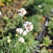 Trávnička přímořská 'Morning Star White' - Armeria maritima 'Morning Star White'