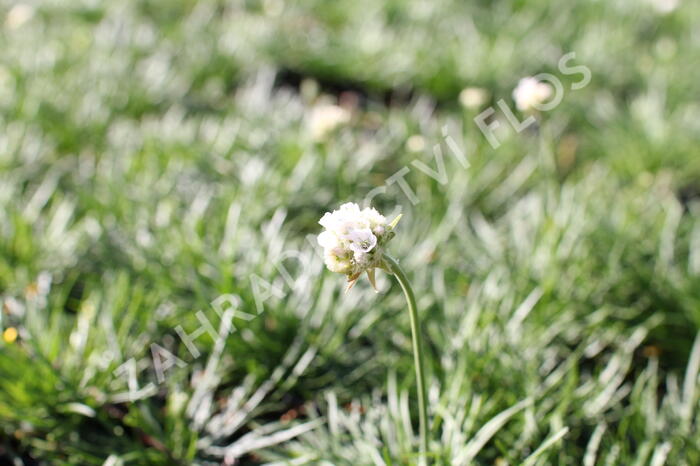 Trávnička přímořská 'Morning Star White' - Armeria maritima 'Morning Star White'