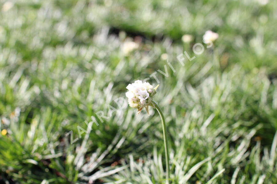 Trávnička přímořská 'Morning Star White' - Armeria maritima 'Morning Star White'