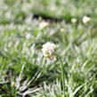 Trávnička přímořská 'Morning Star White' - Armeria maritima 'Morning Star White'