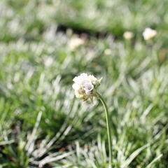 Trávnička přímořská 'Morning Star White' - Armeria maritima 'Morning Star White'