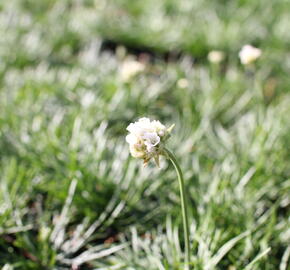 Trávnička přímořská 'Morning Star White' - Armeria maritima 'Morning Star White'