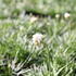 Armeria maritima 'Morning Star White'_01.JPG