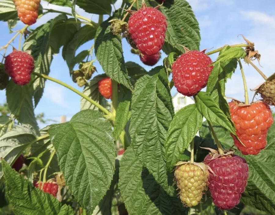 Maliník remontantní 'Enrosadira' - Rubus idaeus 'Enrosadira'