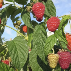 Maliník remontantní 'Enrosadira' - Rubus idaeus 'Enrosadira'