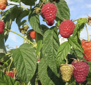 Maliník remontantní 'Enrosadira' - Rubus idaeus 'Enrosadira'