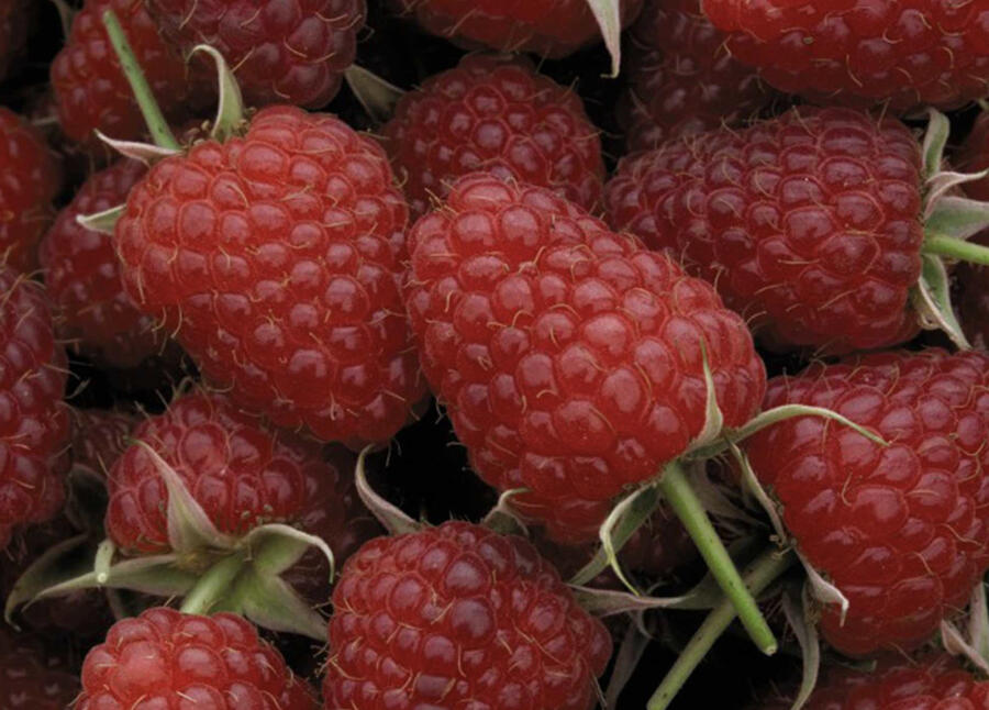 Maliník remontantní 'Polka' - Rubus idaeus 'Polka'