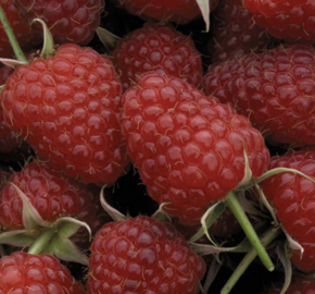 Maliník remontantní 'Polka' - Rubus idaeus 'Polka'