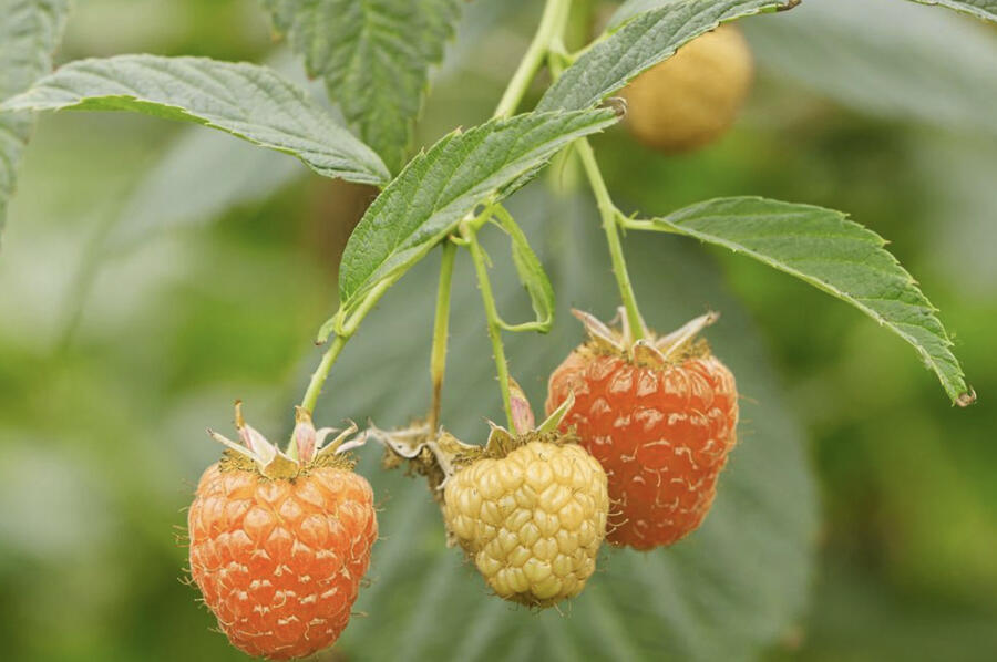 Maliník 'Summer Lovers Patio Orange' - Rubus idaeus 'Summer Lovers Patio Orange'