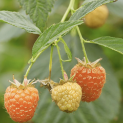 Maliník 'Summer Lovers Patio Orange' - Rubus idaeus 'Summer Lovers Patio Orange'