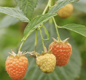 Maliník 'Summer Lovers Patio Orange' - Rubus idaeus 'Summer Lovers Patio Orange'