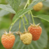 Rubus idaeus 'Summer Lovers Patio Orange' .png