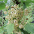 Ribes album 'Weisse Versailler'.png