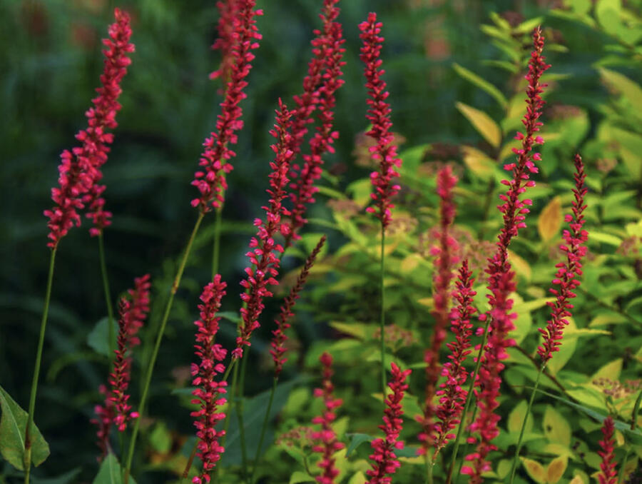 Rdesno objímavé 'Black Dreams' - Bistorta amplexicaulis 'Black Dreams'