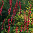 Rdesno objímavé 'Black Dreams' - Bistorta amplexicaulis 'Black Dreams'