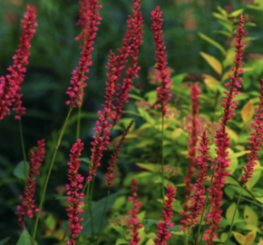 Rdesno objímavé 'Black Dreams' - Bistorta amplexicaulis 'Black Dreams'