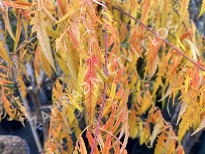 Škumpa orobincová 'Tiger Eyes' - Rhus typhina 'Tiger Eyes'